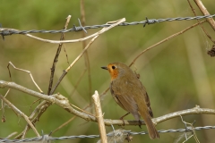 Robin Back view