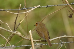 Robin Back view