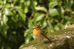 Robin Front view