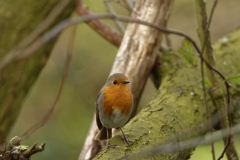 Robin Front view