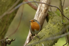 Robin Front view