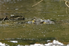 Grey Wagtail Having a Bath