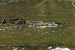 Grey Wagtail Having a Bath