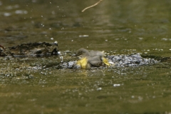 Grey Wagtail Having a Bath