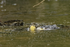 Grey Wagtail Having a Bath