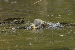 Grey Wagtail Having a Bath