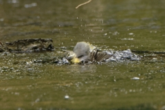 Grey Wagtail Having a Bath
