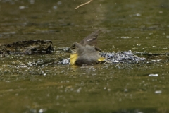 Grey Wagtail Having a Bath