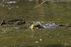 Grey Wagtail Having a Bath