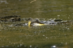 Grey Wagtail Having a Bath