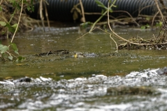 Grey Wagtail Having a Bath