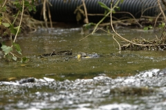 Grey Wagtail Having a Bath