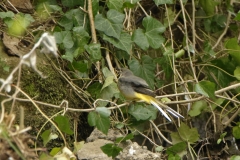 Grey Wagtail Drying after Bath