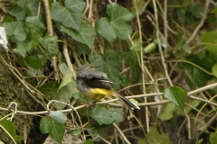 Grey Wagtail Drying after Bath