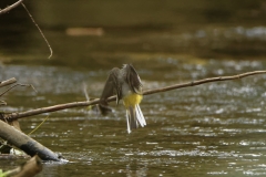 Grey Wagtail Drying after Bath