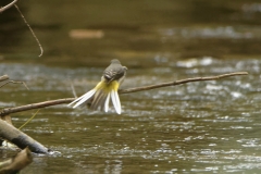 Grey Wagtail Drying after Bath