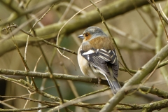 Male Chaffinch in Tree