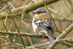 Male Chaffinch in Tree