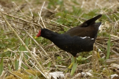 Moorhen