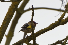 Goldfinch Back View in Tree