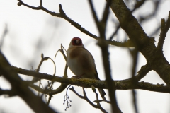 Goldfinch Front View in Tree