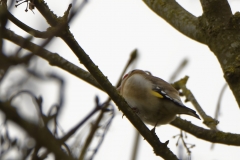 Goldfinch Front View in Tree