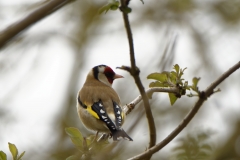 Goldfinch Back View in Tree