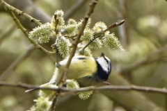 Blue Tit Upside down in Tree Feeding