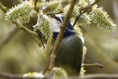 Blue Tit Feeding in Tree