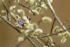 Goldfinch Back View in Tree