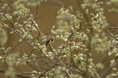 Goldfinch Back View in Tree