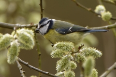 Blue Tit Feeding in Tree