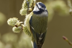 Blue Tit Feeding in Tree