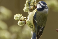 Blue Tit Feeding in Tree