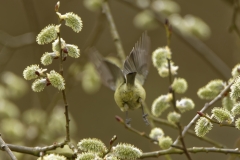 Blue Tit in Flight