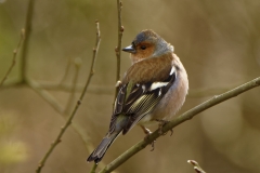 Male Chaffinch Back View in Tree