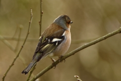 Male Chaffinch Side View in Tree