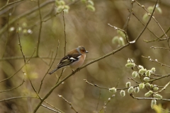 Male Chaffinch Side View in Tree