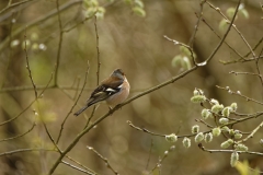 Male Chaffinch Side View in Tree