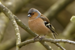 Male Chaffinch Front View in Tree