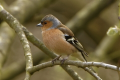 Male Chaffinch Front View in Tree