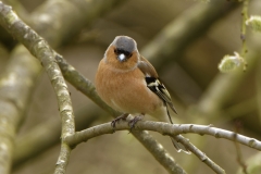 Male Chaffinch Front View in Tree