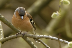 Male Chaffinch Front View in Tree