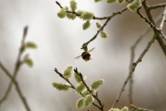 Bumblebee in Flight