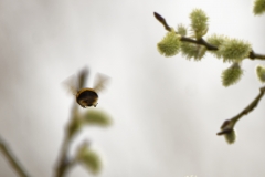 Bumblebee in Flight