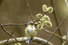 Blue Tit Feeding Upside Down in Tree