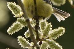 Blue Tit Feeding in Tree