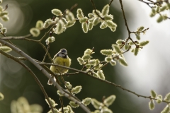 Blue Tit in Tree