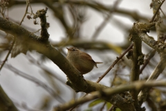 Wren in Tree