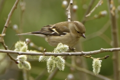 Female Chaffinch in Tree